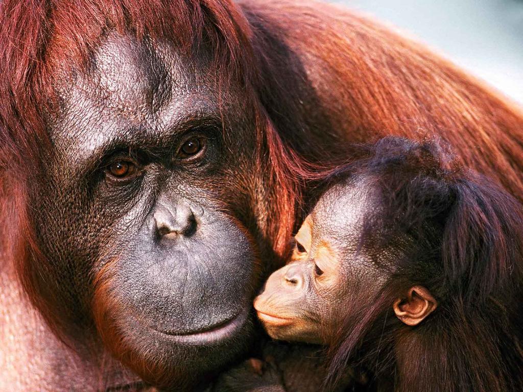 Tierna maternidad: el orangután